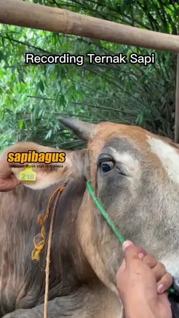 Recording-Ternak-Sapi